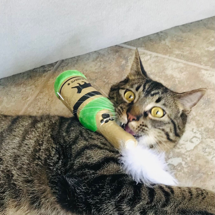 Mina's Cat Sitting