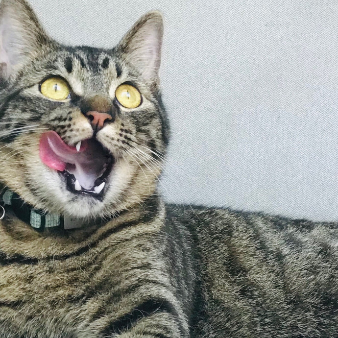 Mina's Cat Sitting