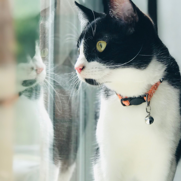 Mina's Cat Sitting