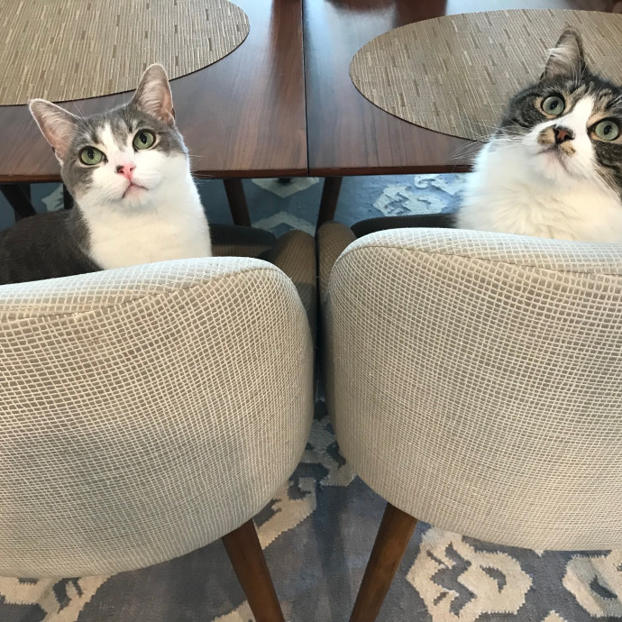 Mina's Cat Sitting