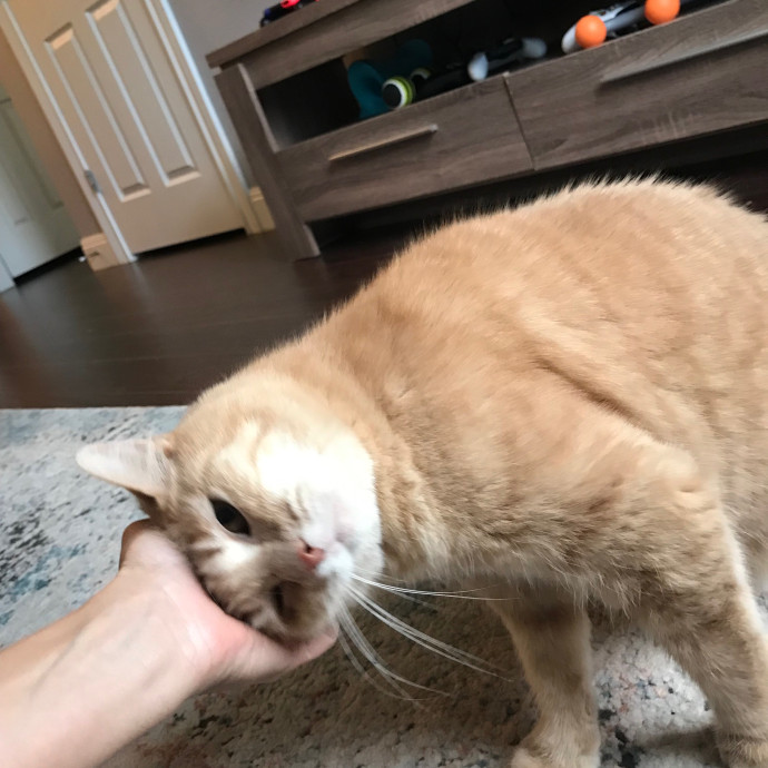 Mina's Cat Sitting