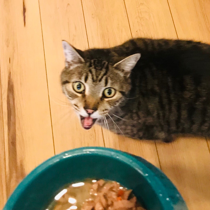 Mina's Cat Sitting