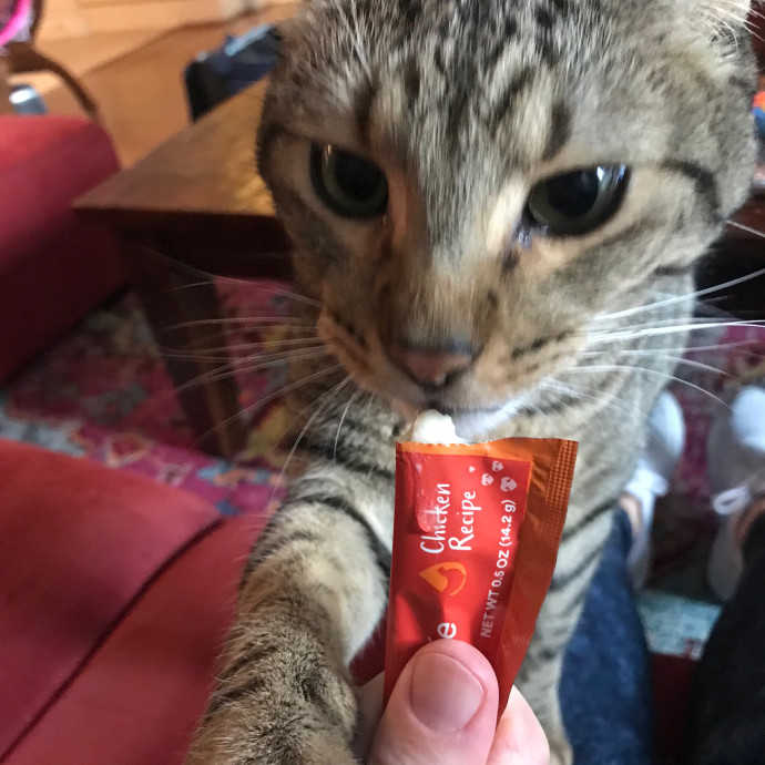 Mina's Cat Sitting