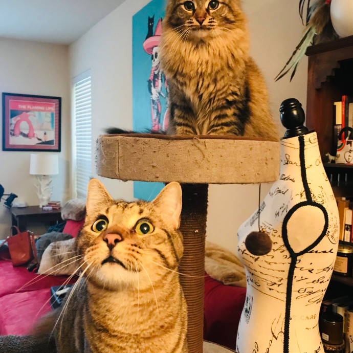 Mina's Cat Sitting