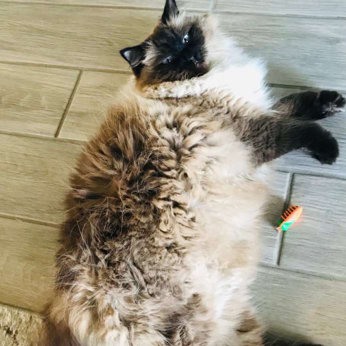 Mina's Cat Sitting