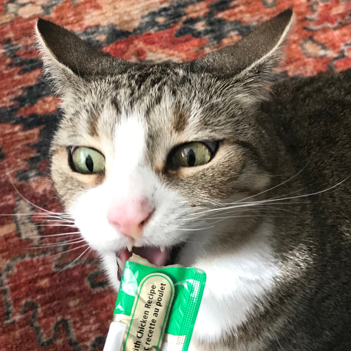 Mina's Cat Sitting