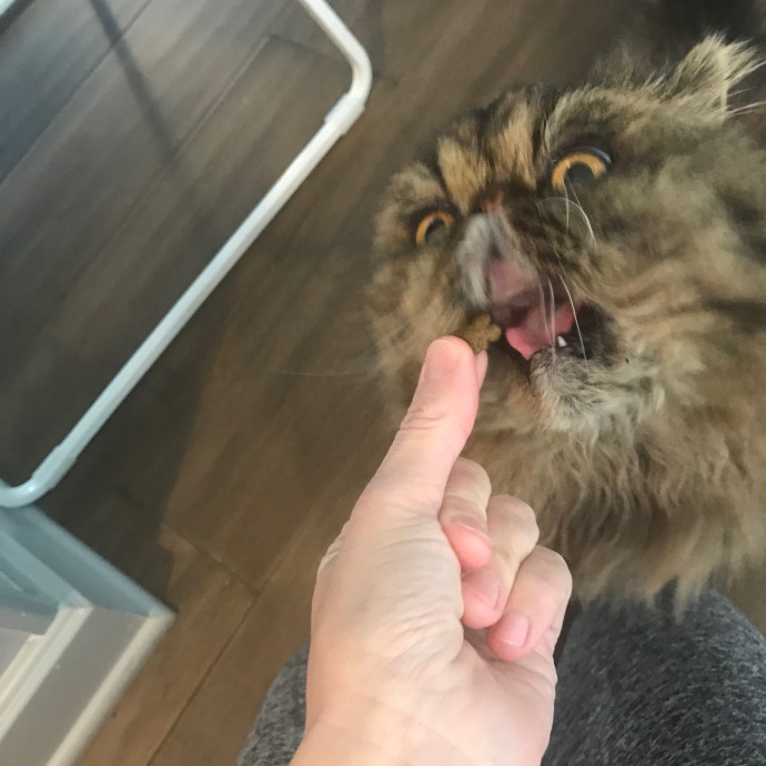 Mina's Cat Sitting photo 2