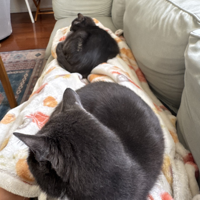 Queens Cat Whisperer