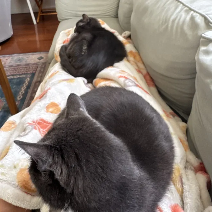 Queens Cat Whisperer
