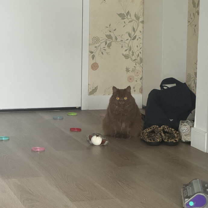 Queens Cat Whisperer photo 2