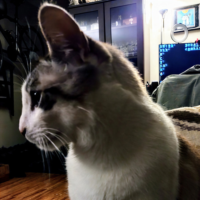 Perfectly Sane Cat-Lady- Sfv