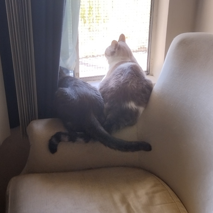 Perfectly Sane Cat-Lady- Sfv photo 2