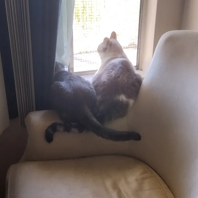 Kitten M.