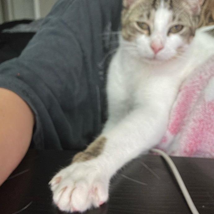 Kitty Care