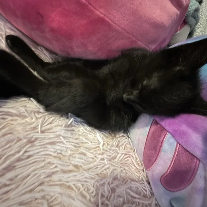 Penelope C.