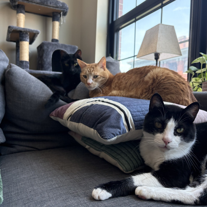 Experienced Cat Sitter photo 2
