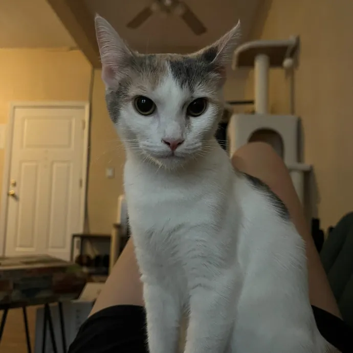 Maryn's Marvelous Cat Care