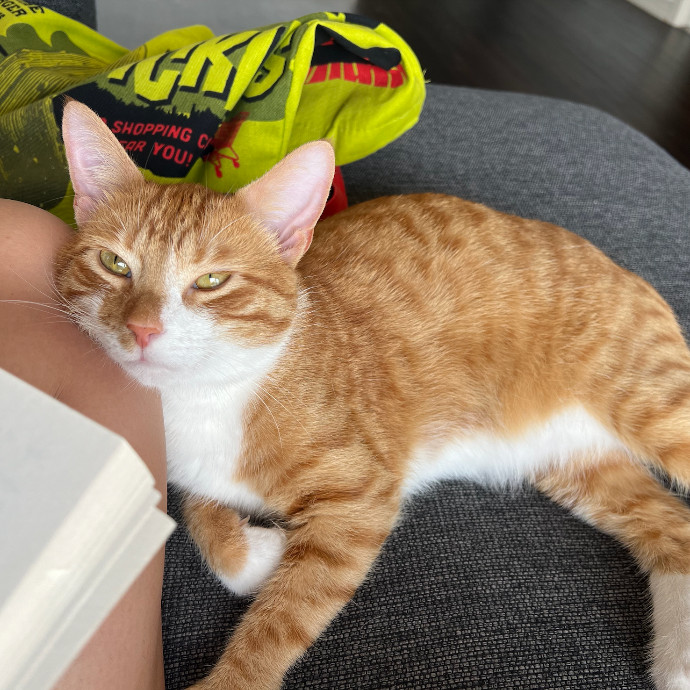 Cat Lover And Experienced Cat-Sitter