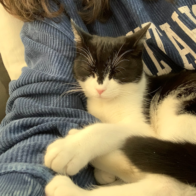 Cat Lover And Experienced Cat-Sitter
