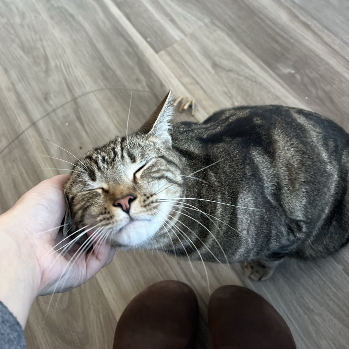 Cat Lover And Experienced Cat-Sitter