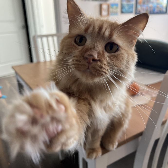 Cat Lover And Experienced Cat-Sitter