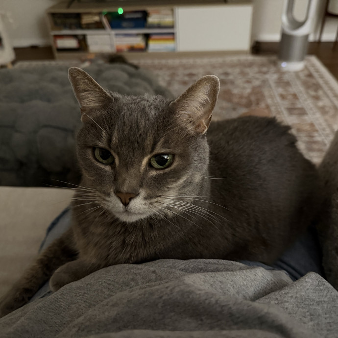 Cat Lover And Experienced Cat-Sitter