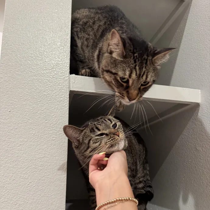 Experienced And Trustworthy Cat Sitter