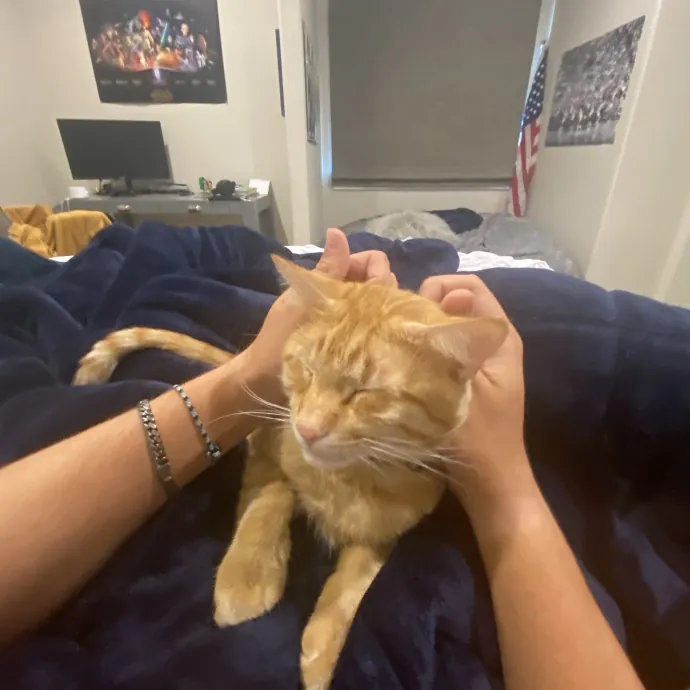 Experienced And Trustworthy Cat Sitter photo 2