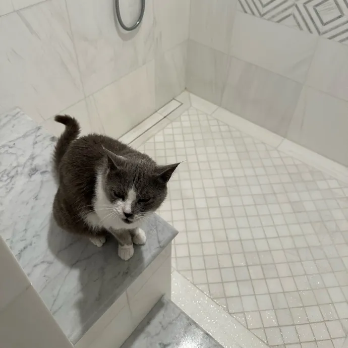 Trusted Cat Care Pro