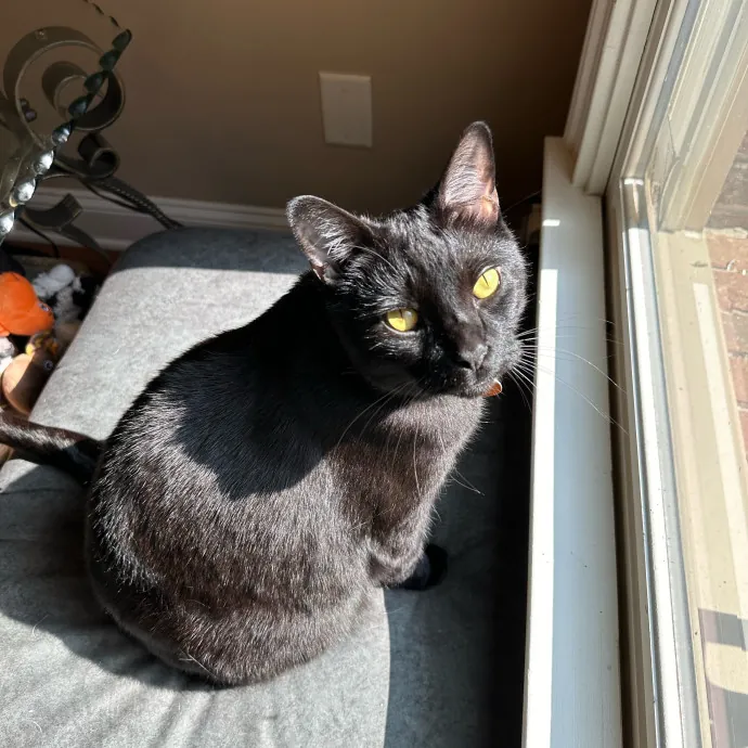 Trusted Cat Care Pro