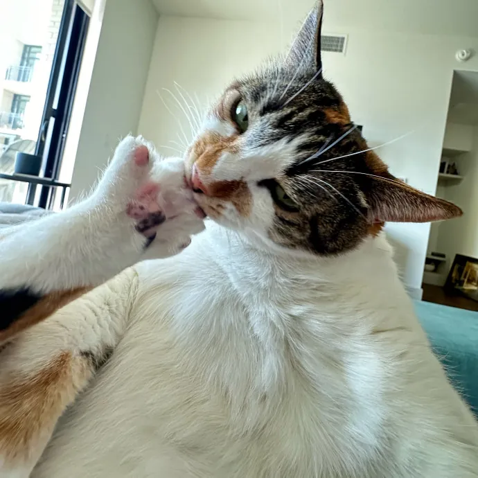 Trusted Cat Care Pro