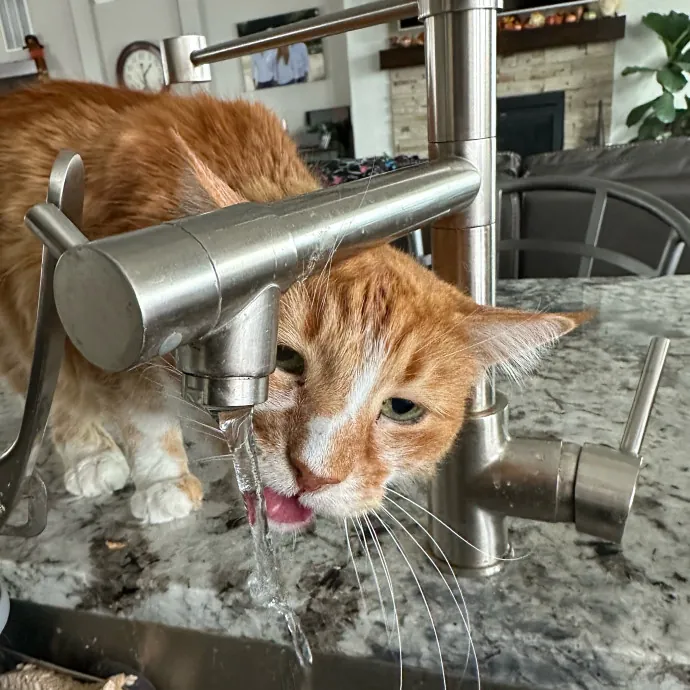 Trusted Cat Care Pro