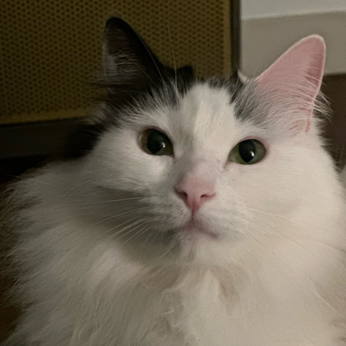 Trusted Cat Care Pro