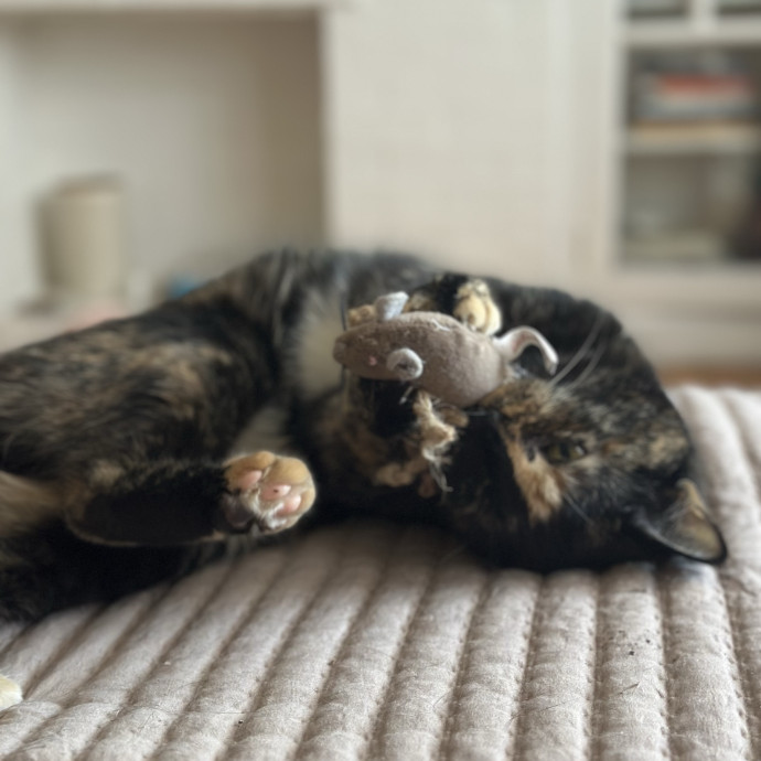 Trusted Cat Care Pro
