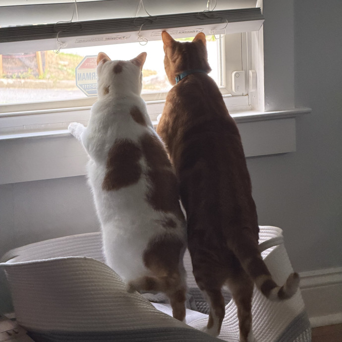 Trusted Cat Care Pro