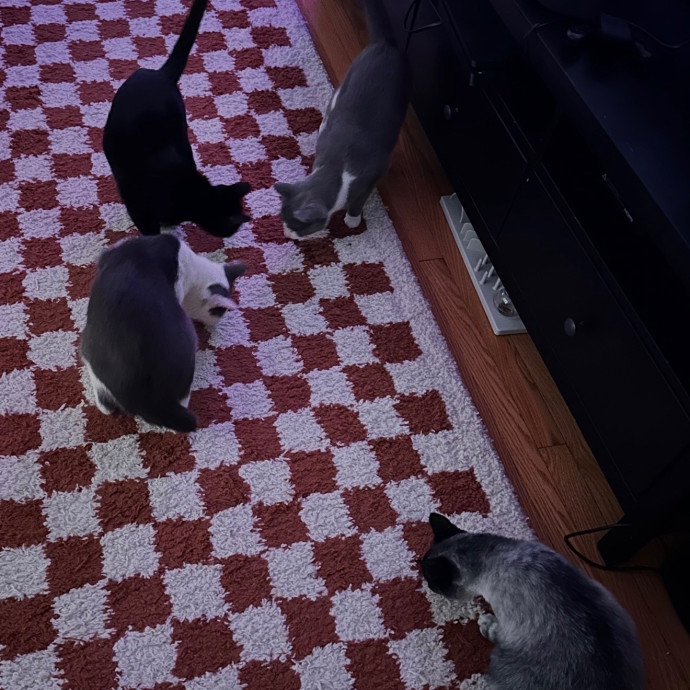Trusted Cat Care Pro photo 2