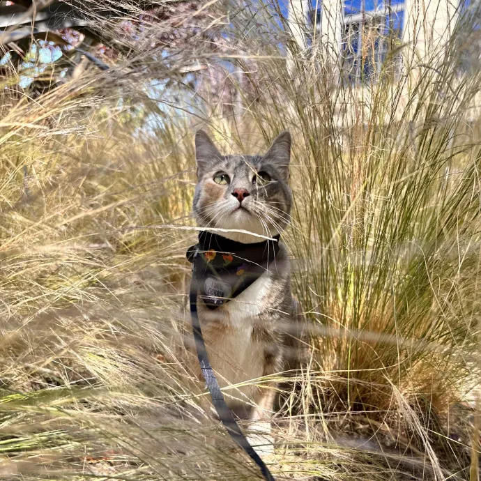 Reliable Care From A Fellow Cat Parent