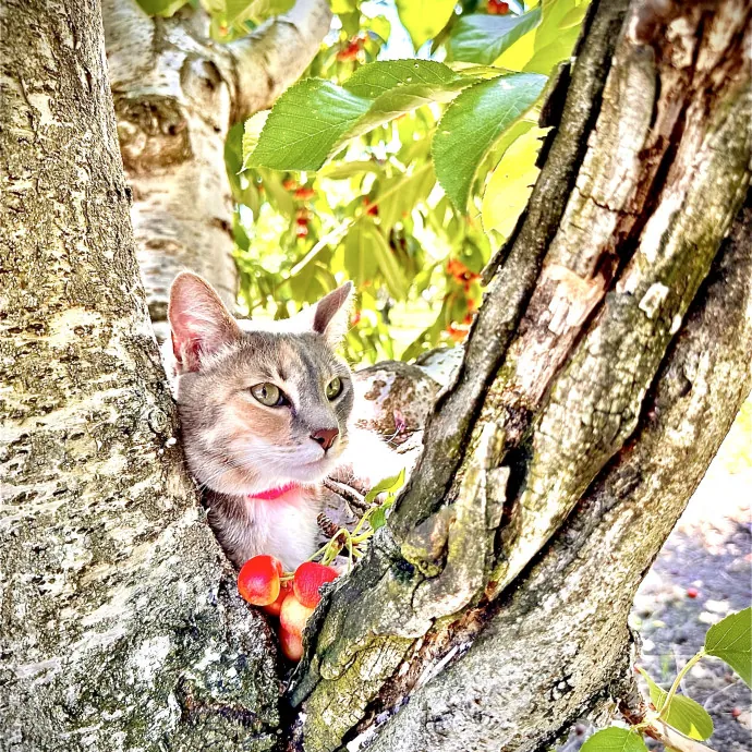 Reliable Care From A Fellow Cat Parent