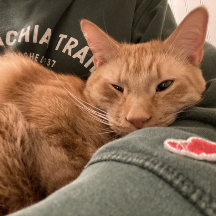 Wimberley Whisker Sitter
