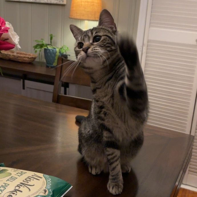 Wimberley Whisker Sitter