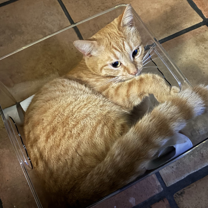 Wimberley Whisker Sitter