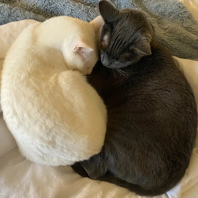 Purr-Fectly Pampered Alyssa's Cat Sitting Service