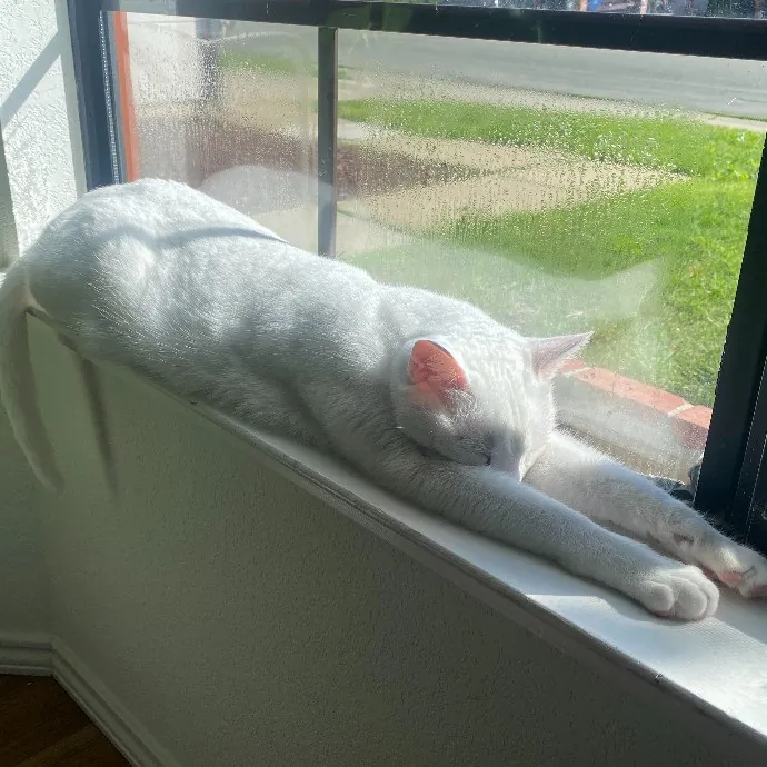 Purr-Fectly Pampered Alyssa's Cat Sitting Service