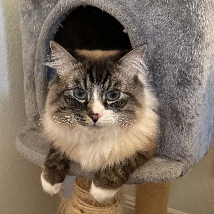 Purr-Fectly Pampered Alyssa's Cat Sitting Service