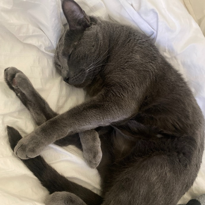 Purr-Fectly Pampered Alyssa's Cat Sitting Service