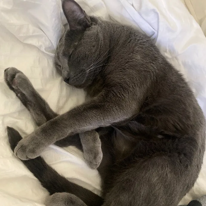 Purr-Fectly Pampered Alyssa's Cat Sitting Service