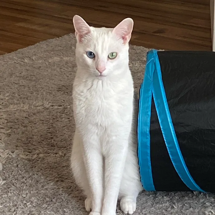 Purr-Fectly Pampered Alyssa's Cat Sitting Service