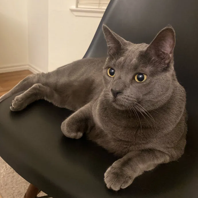 Purr-Fectly Pampered Alyssa's Cat Sitting Service