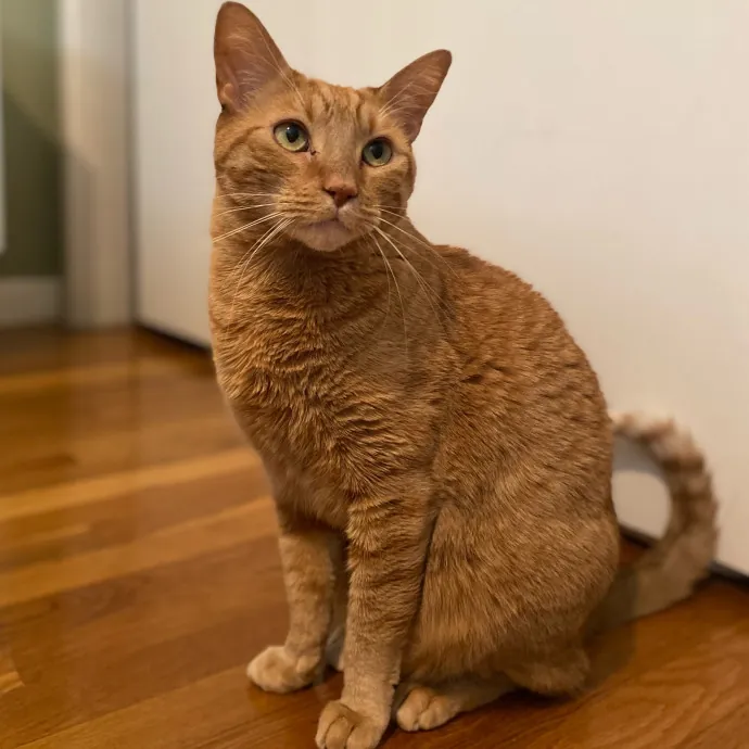 Purr-Fectly Pampered Alyssa's Cat Sitting Service