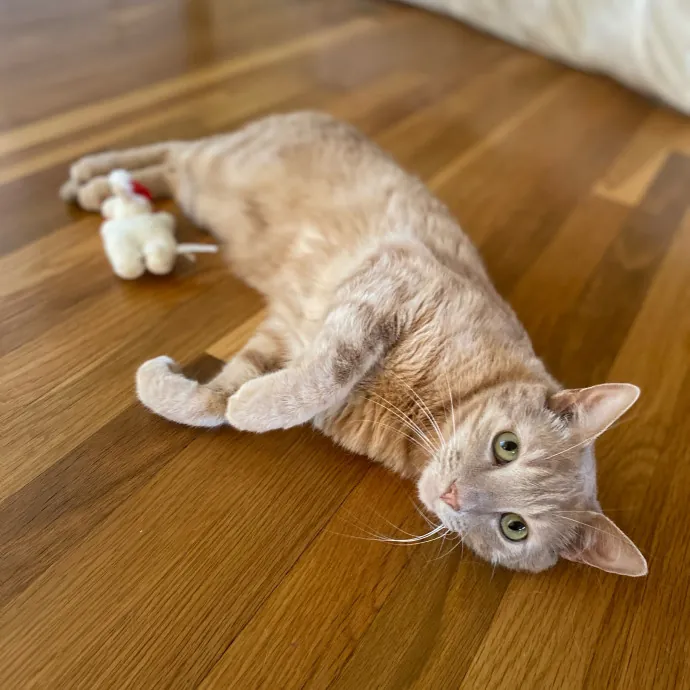 Purr-Fectly Pampered Alyssa's Cat Sitting Service photo 4